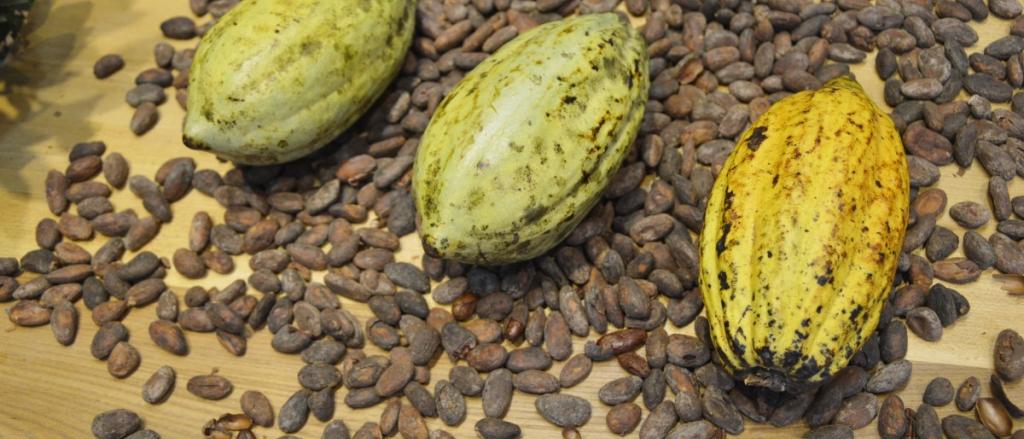 cacao